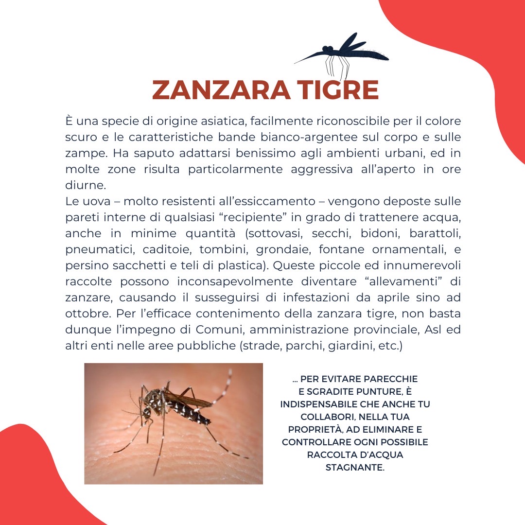 La zanzara tigre